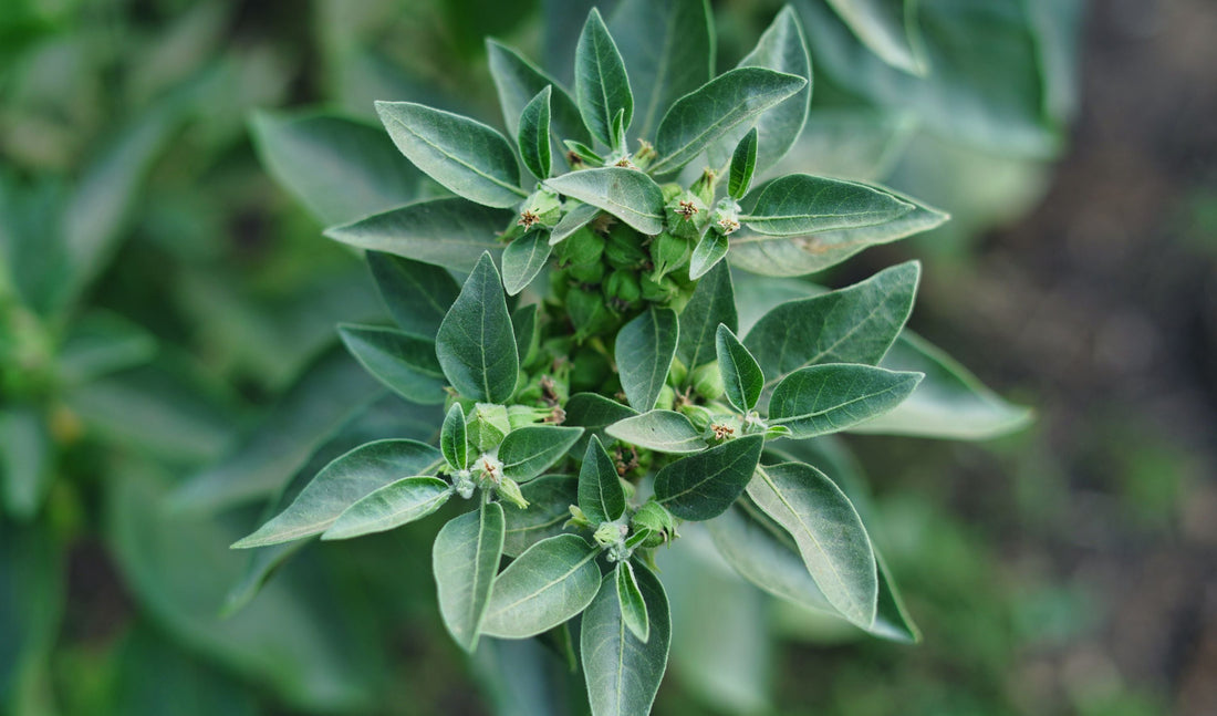 ashwagandha