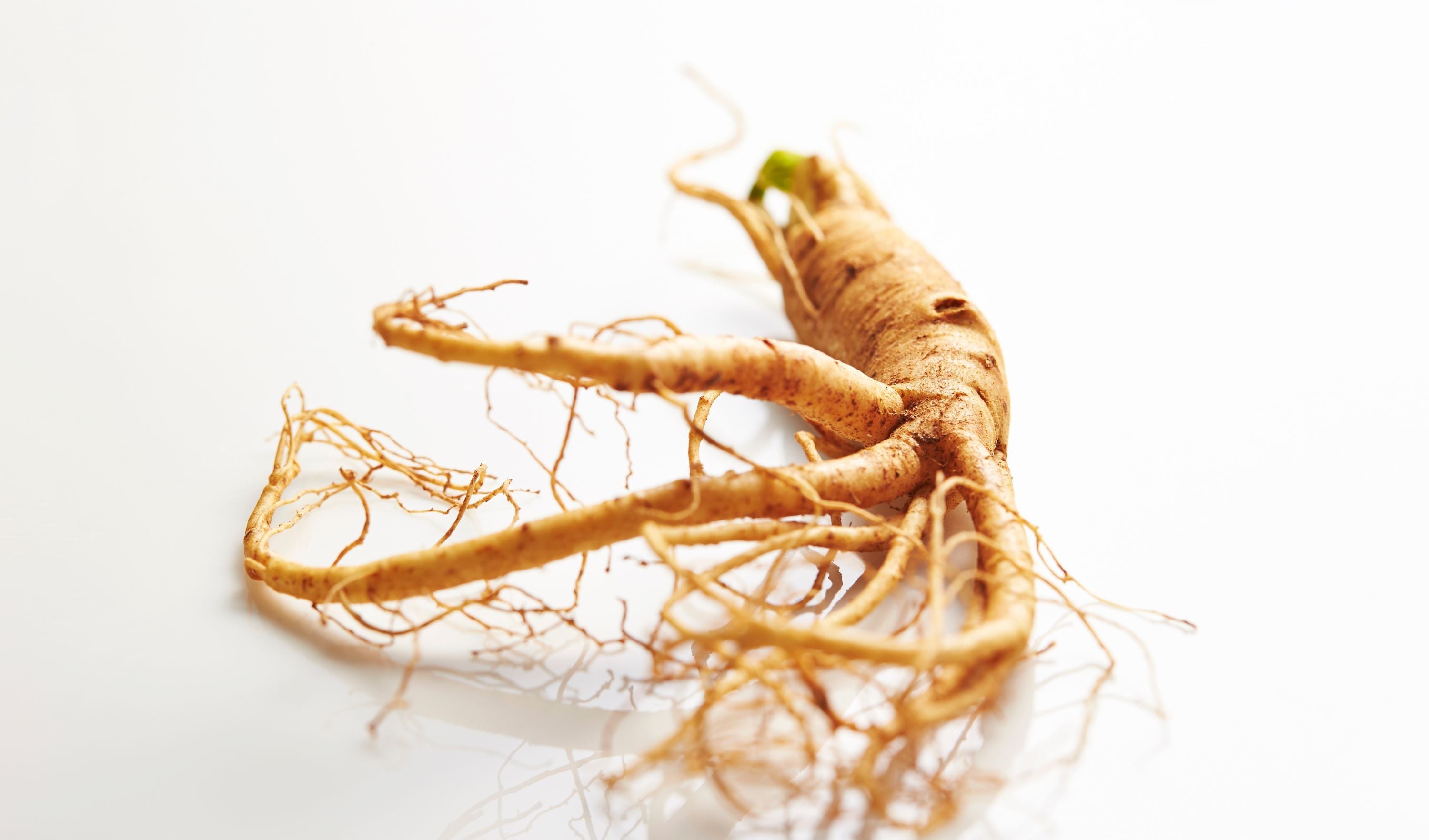 ginseng
